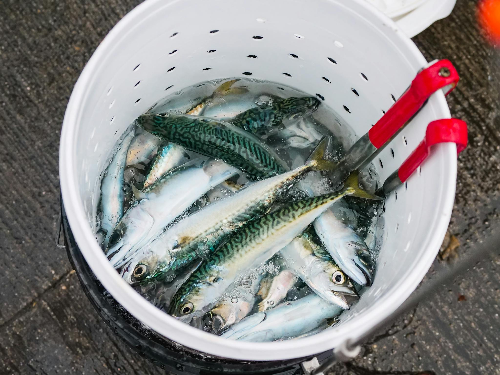 A bucket filled with fresh mackerel fish on a wet surface, showcasing seafood freshness.